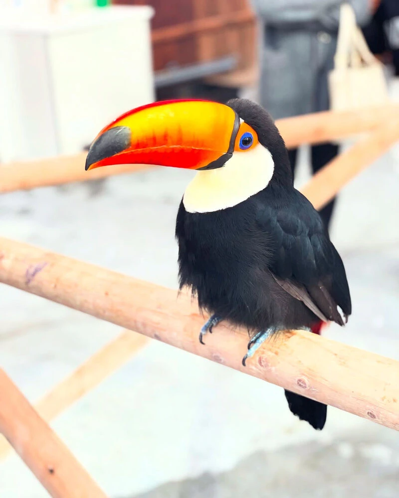 ブログ
